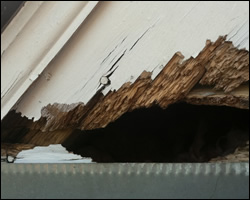 Squirrel damage in Leesburg VA