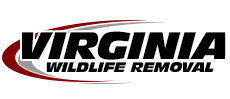 Leesburg Wildlife Removal